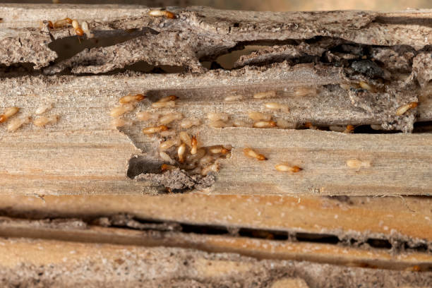 Best Commercial Pest Control Services  in Murrysville, PA