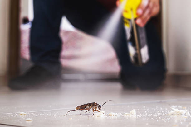 Wasp Removal Services in Murrysville, PA
